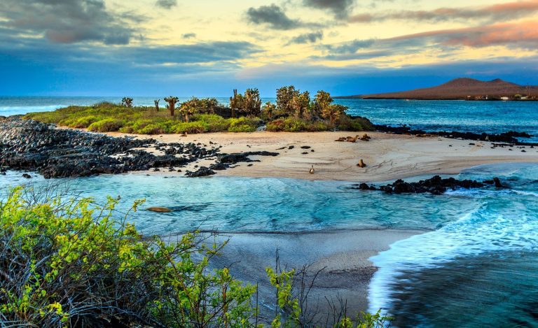 Weed in Galapagos Islands