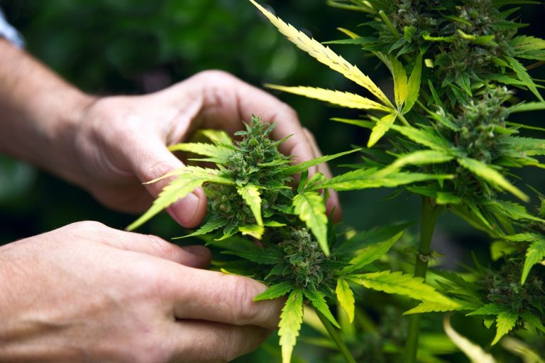 Weed in Jakarta