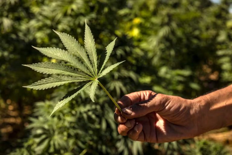 Weed in Hanoi, Vietnam