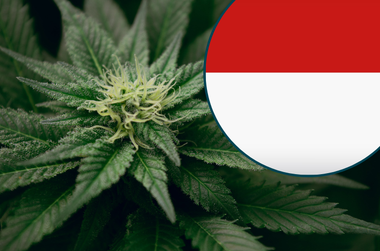Weed in Bali (Seminyak), Indonesia – Cannabis Travel Guide