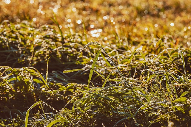 Where to get Weed in Cork 2 Where to Get Weed in Cork